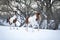 Two paint horses playing on snow in cold winter