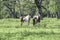 Two paint horses in a springtime pasture in Alabama