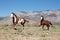 Two Paint Horses Trotting at Sandia Mountains