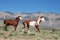 Two Paint Horses Trotting Towards Right in Front of Sandia Mountain