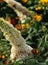 Two painted lady butterflies closeup collecting nectar from white buddleja flower