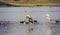 Two painted stork birds with ducks