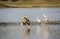 Two painted stork birds standing with ducks