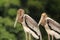 Two Painted stork juvenile