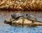 Two Painted Turtles on a Rock