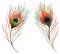 Two pair rainbow colorful peacock bird feather isolated