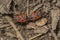 Two paired pyrrhocoris apterus the firebug, macro photo