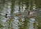 Two Pairs of Breeding Mallards