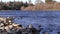 Two Pairs Of Ducks On American River