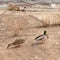 Two pairs of ducks walk and rest on the bank of the canal