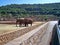 Two pairs of elephants stand near the road