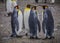 Two pairs of king penguins in South Georgia