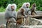 Two pairs of mothers and their young monkeys in the zoo in Berlin in Germany