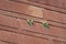 Two pairs of rose-ringed parakeets Psittacula krameri.