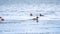 Two pairs of water birds, crested grebe with chicks, swim in the lake