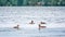 Two pairs of waterfowl, crested grebe with chicks, swim in the lake