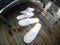 Two Pairs of White Soft and Comfortable Hotel Slippers Photographed in Singapore