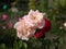 Two pale cream roses