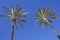 Two palm against blue sky