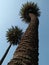 Two palm tree captured horizontally