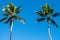 Two palm trees framing a blue sunny sky