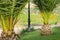 Two palm trees in front of a vineyard in spring