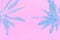 Two palm trees on sky background from low angle perspective. Toned in blue teal on gradient light pink background. Trendy neon