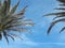 Two palm trees texture with a blue sky background. minimal travel concept, minimalism