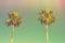 Two Palm Trees on Toned Light Turquoise Sky Background. 60s Vintage Style Copy Space for Text. Tropical Foliage.