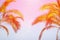 Two Palm Trees on Toned Purple Blue Pink Sky Background Golden Sun Flare. Frame Border Composition Copy Space