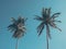 Two palm trees at tropical coast with clear blue sky. Summer season time background