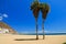 Two palmtrees in The beach of San Jose , Spain