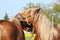 Two palomino draught horses playing