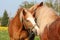 Two palomino draught horses playing