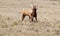 Two Palomino Horses Play Side by Side Friends Buddies