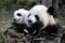 Two pandas at Chengdu Panda Reserve Chengdu Research Base of Giant Panda Breeding in Sichuan, China.