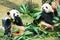 Two pandas eating bamboo