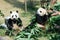 Two pandas eating bamboo