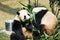 Two pandas eating bamboo