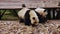 Two pandas lazily eating bamboo while sitting on a wooden platform in China