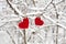 Two paper hearts hanging on snowy branch for Valentine`s day Love message. Close-up