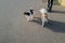 Two Papillon dogs running free towards the camera on a tarmac promenade