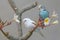 Two parakeets resting on a frangipani tree trunk.