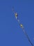 Two parakeets on a tree branch and blue sky.