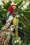 Two parrot in green rainforest.