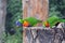 Two parrot looks down photo