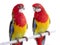 Two parrot Rosella parrot isolated