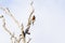 Two Parrots in a dead tree