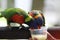 Two parrots drinking water