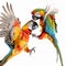 Two parrots fight each other on a white background close-up,